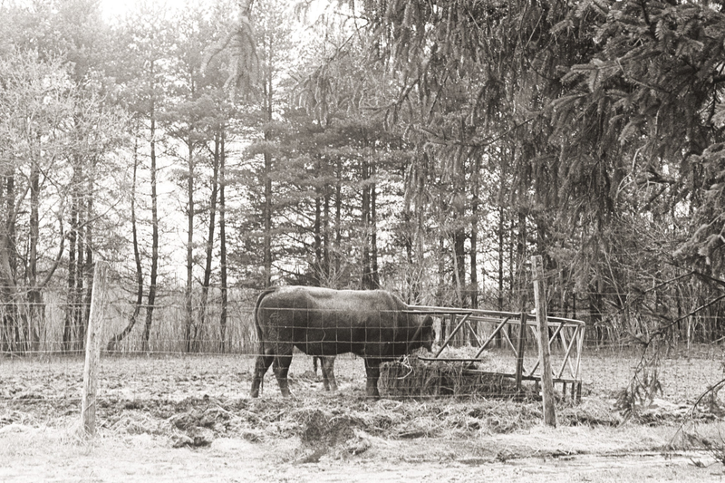 Illustration for article titled 2 rolls of tri-x 400